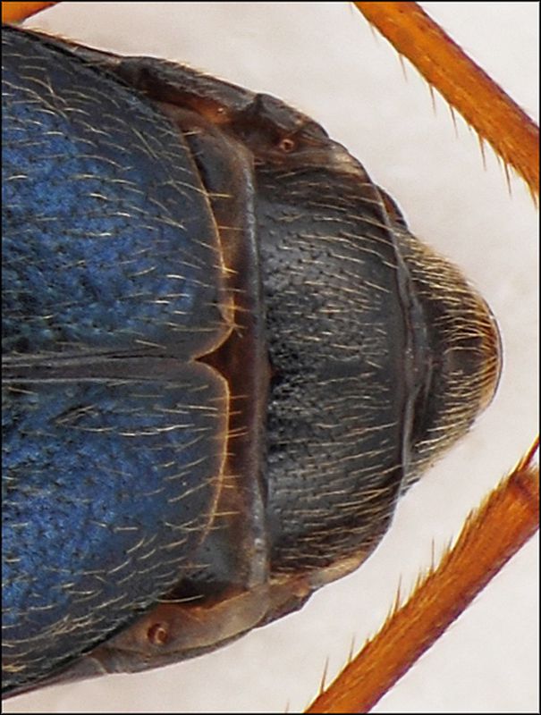 carabidae_det.jpg