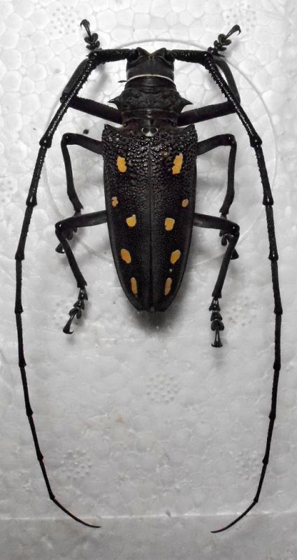 Batocera frenchi m.JPG