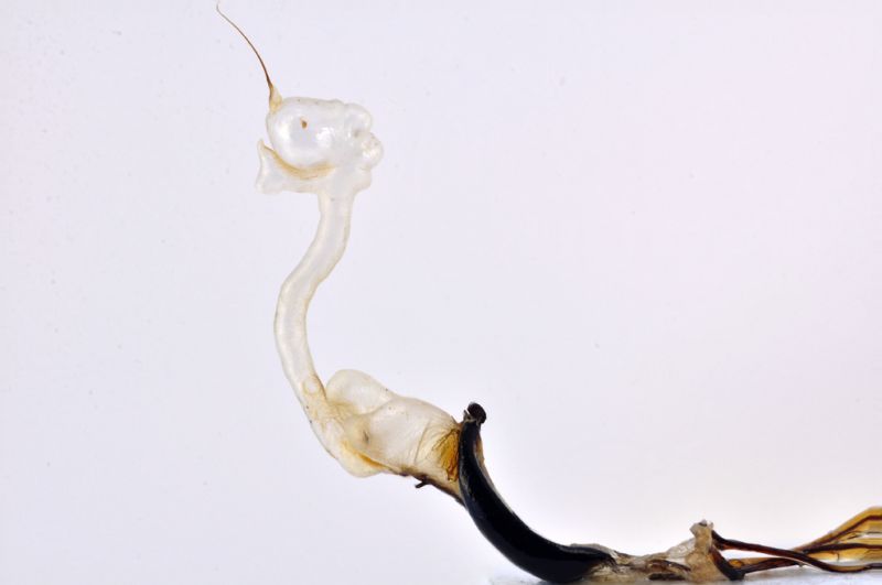 Pachyrhynchus-banglas-n-sp-endofallo-laterale.jpg