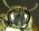 Andrena 7.jpg