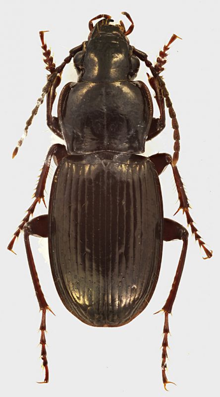 Pterostichus_Maielletta_2000m_11-IX-1982_11mm_grey.jpg