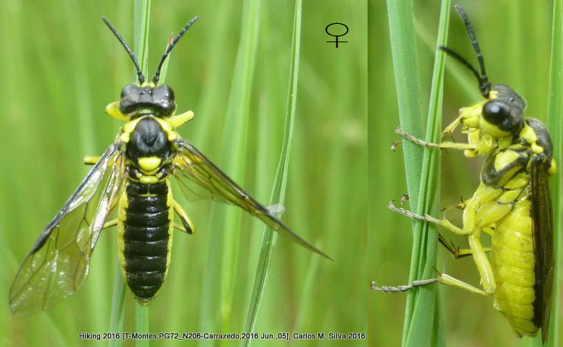 Tenthredo (Eurogaster) mioceras (dorsal + latéral) - Forum italien.jpg