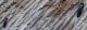 Colydium elongatum.JPG