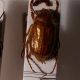 amphimallon 1 friul rid.jpg