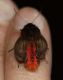 Phragmatobia_fuliginosa (3).JPG