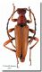 oblongomaculata_Madonie.jpg