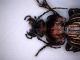 carabus 1.jpg