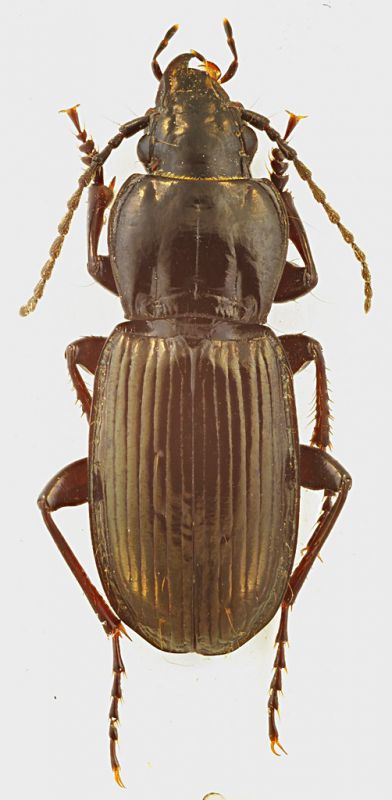 Pterostichus_Andorra_Port_d-Envalira_2400m_16-VIII-1988_13mm_grey.jpg