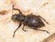 Curculionidae 19-02-2017 Ev2.jpg