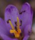 IMGP4769_y_sm.JPG
