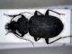 Claeniellus tristis.jpg