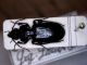 Pterostichus aterrimus.jpg