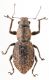 Curculionidae 19-02-2017 Ev4.jpg