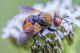 mosca1_1024.jpg