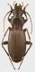 Pterostichus_Pir_Orient_Mont_Louis_1500m_8-VIII-1981_16.5mm_grey.jpg