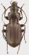 Pterostichus_Bilbao_Villaverde_4-VIII-1981_13,5mm_grey.jpg