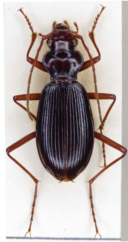 Nebria apuana.jpg