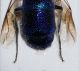 Chrysis amoena-modrá 1.JPG
