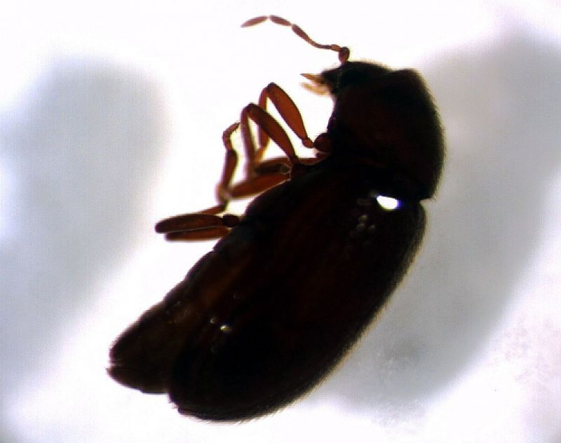 Anobiidae01.jpg