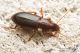 IMG_3050_Ophonus_.JPG