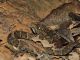 bothrops3.JPG
