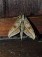 DSCN7476.JPG
