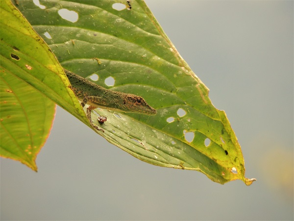 lacertid verde.JPG