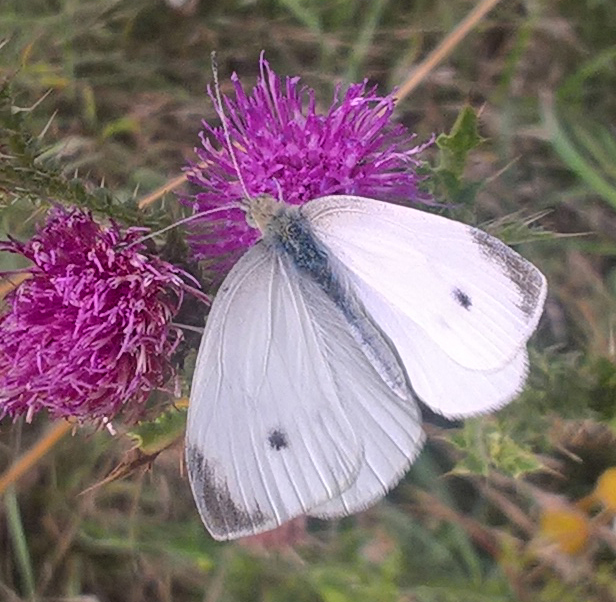 Butterfly Prostejov 03.jpg