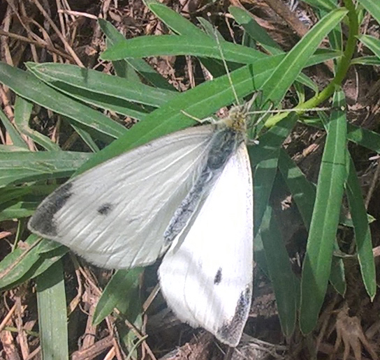 Butterfly Prostejov 01.jpg