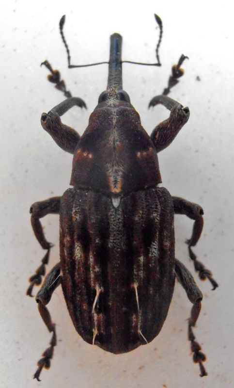 Curculionidae Papua 2.jpg