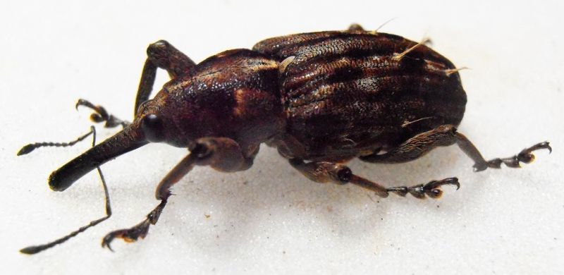 Curculionidae Papua 3.jpg