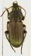 Pterostichus_Spagna_Llerida_Pobla_de_Segur_Perbes_1350m_26.VII.1989_11,5mm_grey.jpg