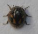 Pharoscymnus sp..jpg