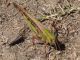 Locusta migratoria.jpg