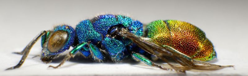 Chrysis comparata bok 4 (1).JPG