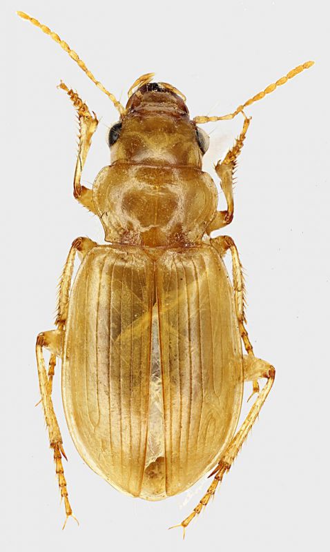 Carabidae_Tunisia_Tozeur_Oued_El_Melah_1-IV-1988_7,5mm_grey.jpg