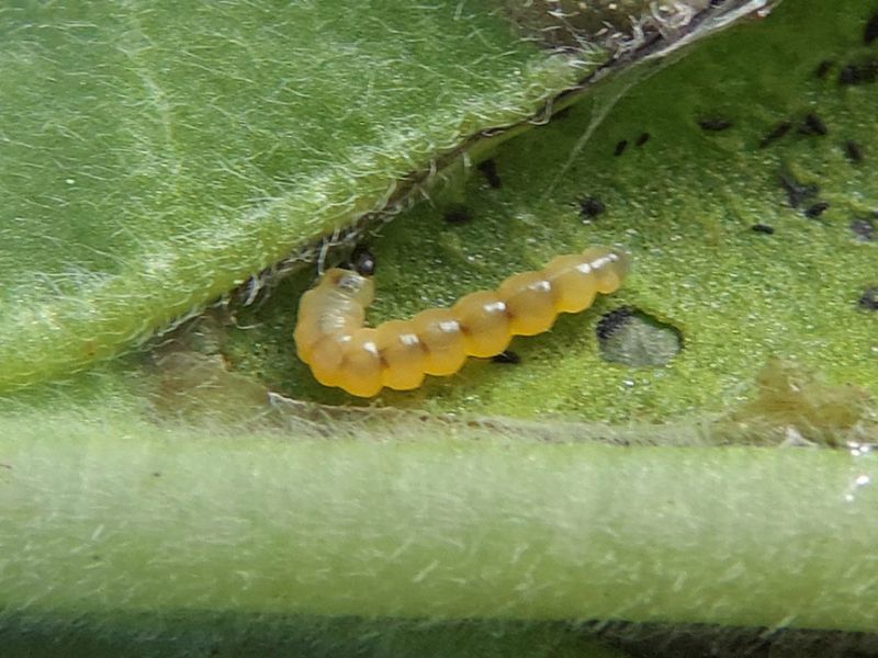 Dialectica_scalariella_larva (2).jpg