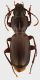 Tapinopterus_Grecia_Olympo_1000m_9-VIII-1984_12,5mm_grey.jpg