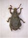 Copia di Microcurculio1.jpg