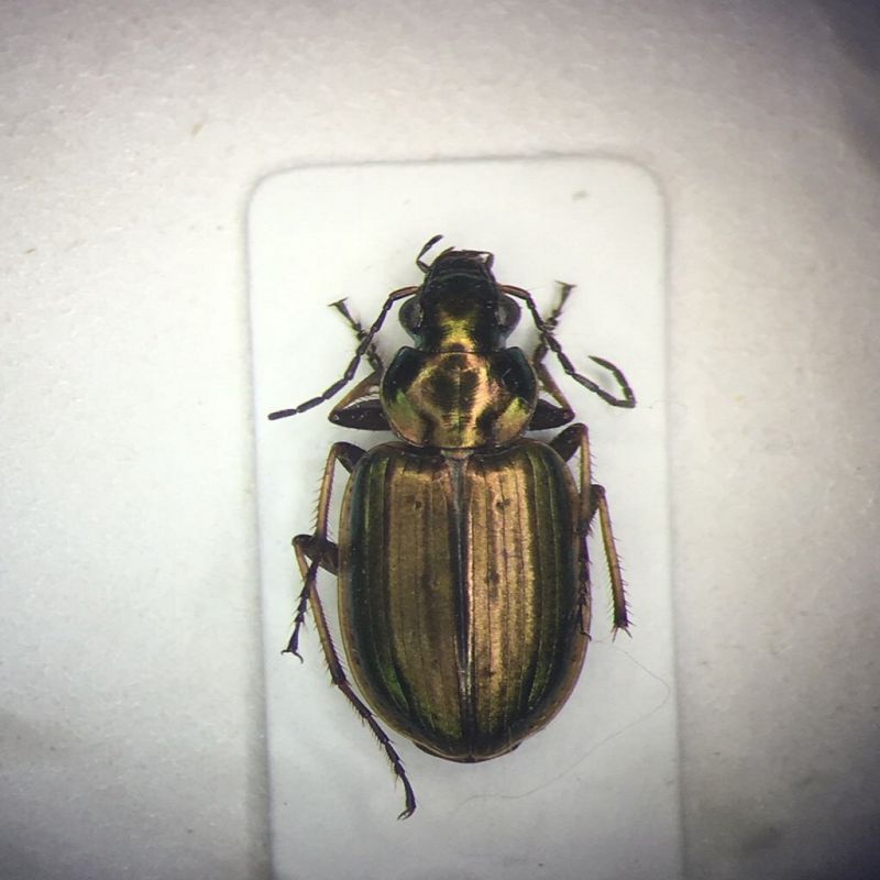 Agonum sp..jpg