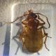 Polistichus sp..jpg