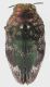 Brachys_sp_2_French_Guyane_Belizon_1-II-2017_3,75mm_grey.jpg