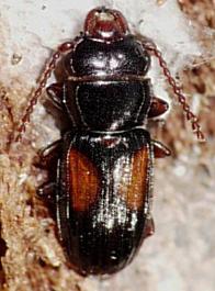 Laemophloeus nigricollis.jpg