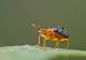 NP46093-097-Leaf-rolling Weevil # (Paroplapoderus sp.).jpg