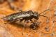 IMG_6073_Sciapteryx_consobrina.jpg