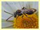 Crabronidae - anzio 22.3.2017 (3).jpg