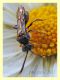 Crabronidae - anzio 22.3.2017 (2).JPG