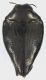 Lius_maerens_French_Guyane_Belizon_1-II-2017_3,3mm_grey.jpg