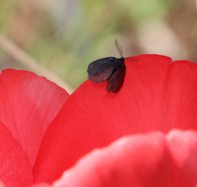 Psychidae.JPG