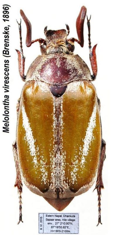 Melolontha virescens (Brenske, 1896).JPG